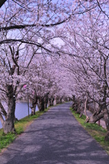 桜~2012　春~