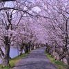 桜~2012　春~