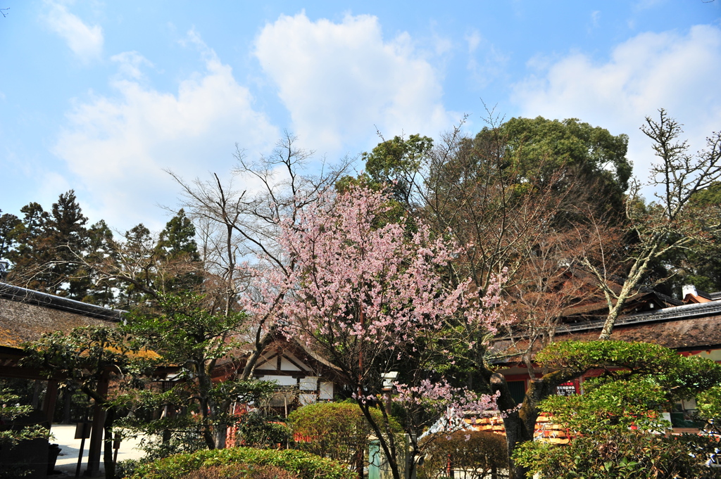 京都の桜