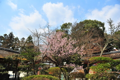京都の桜