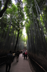 京都の旅【嵐山/竹林】