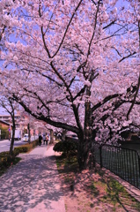 京都の桜