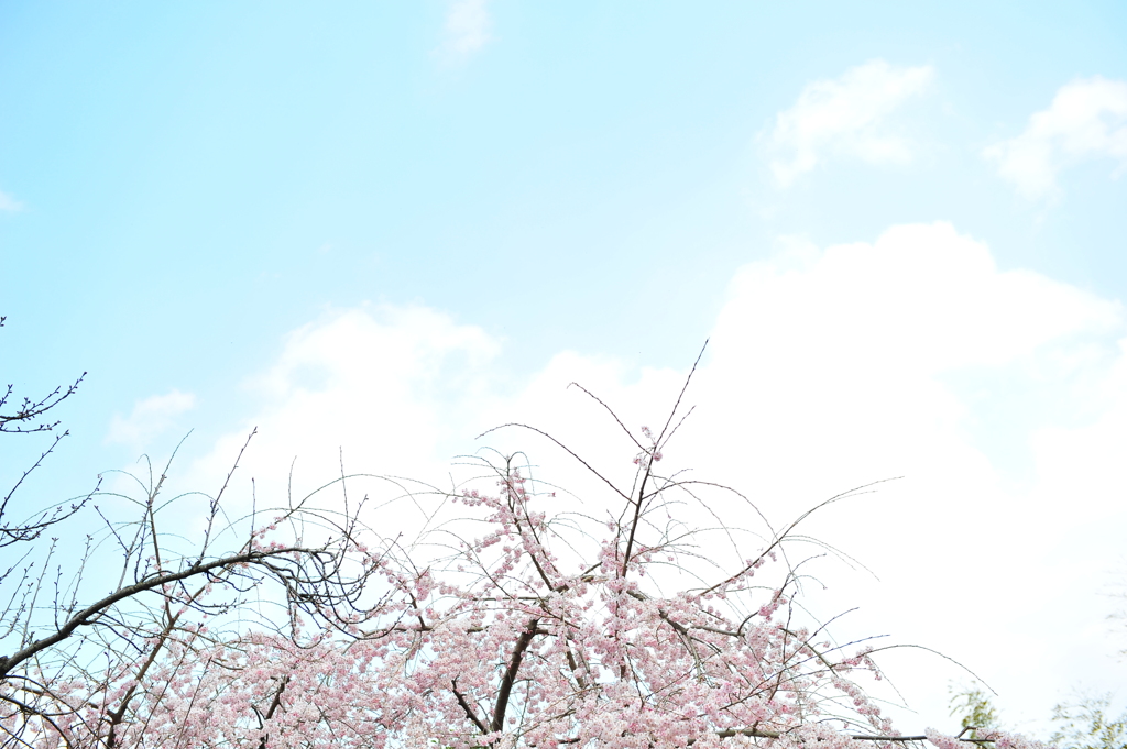 DSC_8987