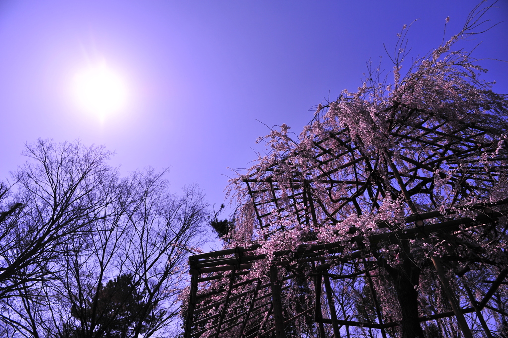 鴨川