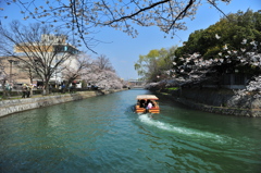 京都の桜