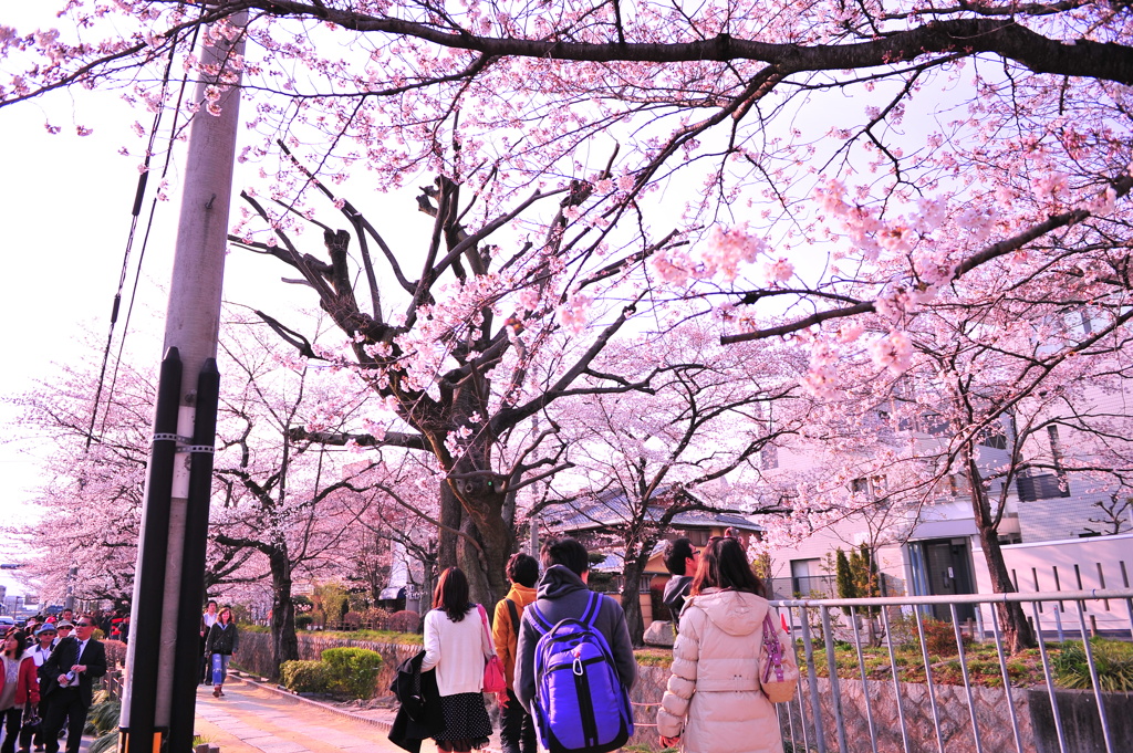 京都の旅【哲学の道】