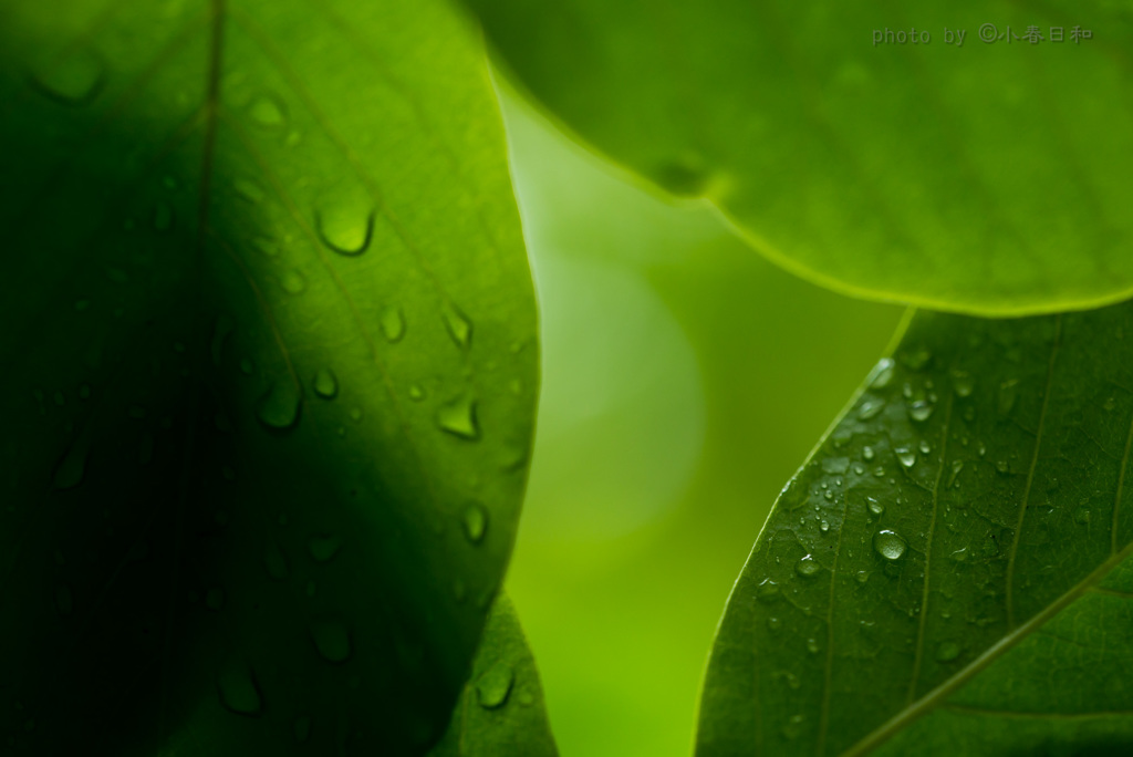 雨の季節