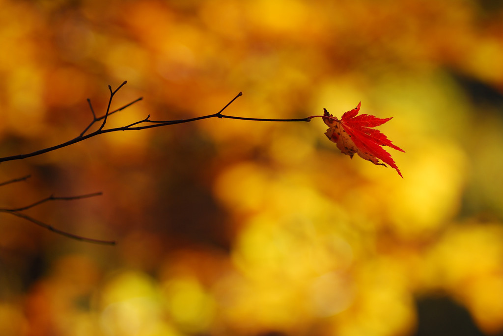 紅一葉