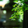 古刹散策