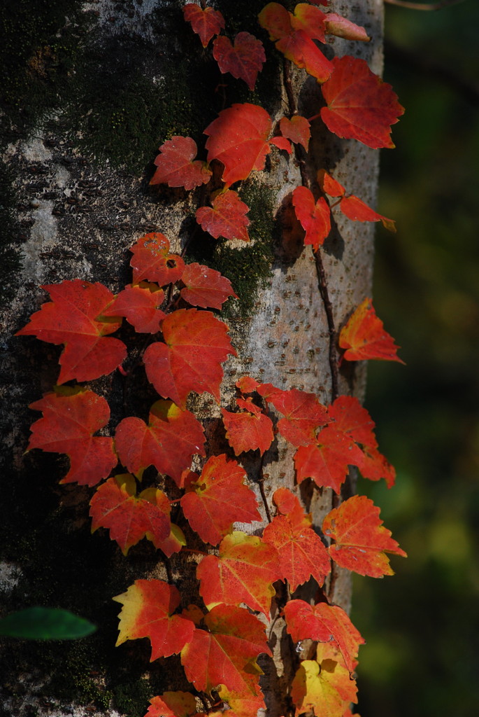 紅飾り