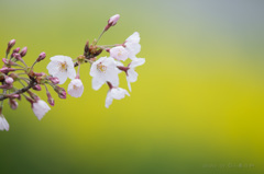 桜、咲く