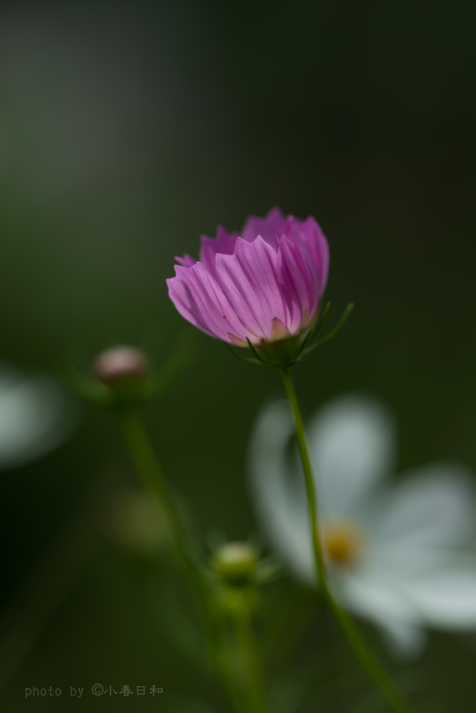 時には控えめ