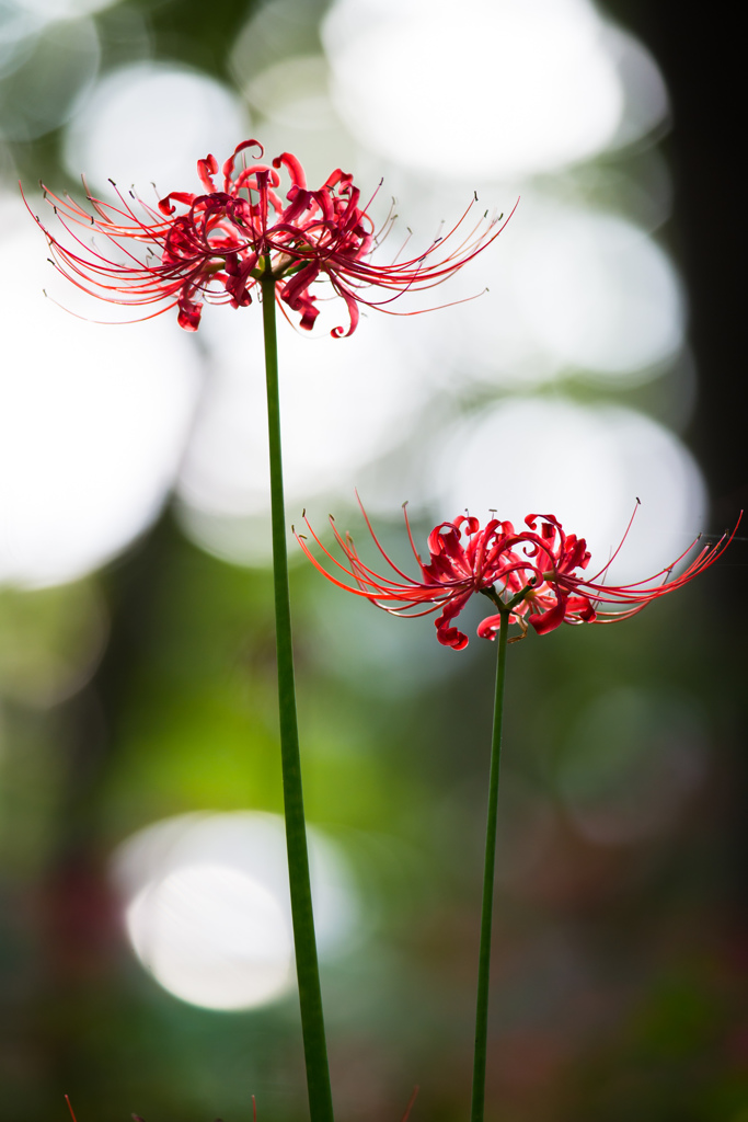 双輪「曼珠沙華」