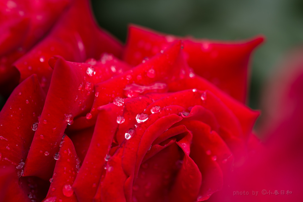 Rainy Season