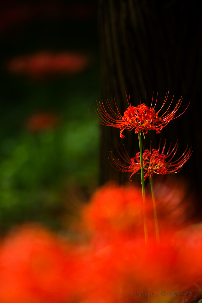 真紅の存在感