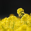 菜の花