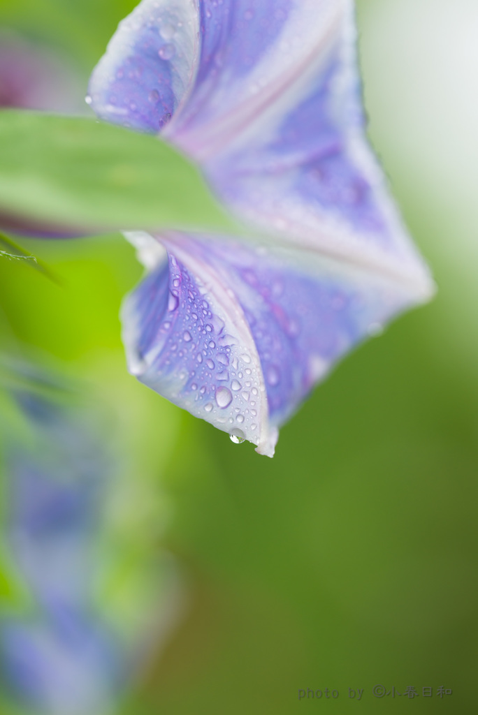 秋の花