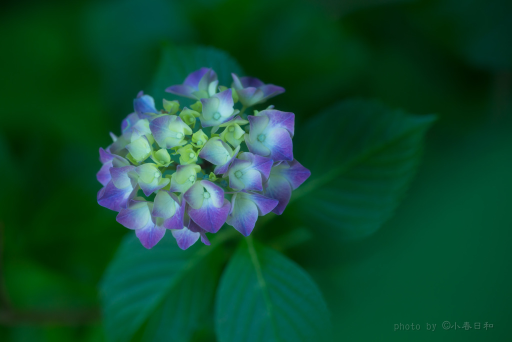 季節の花