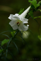 木陰に咲く花