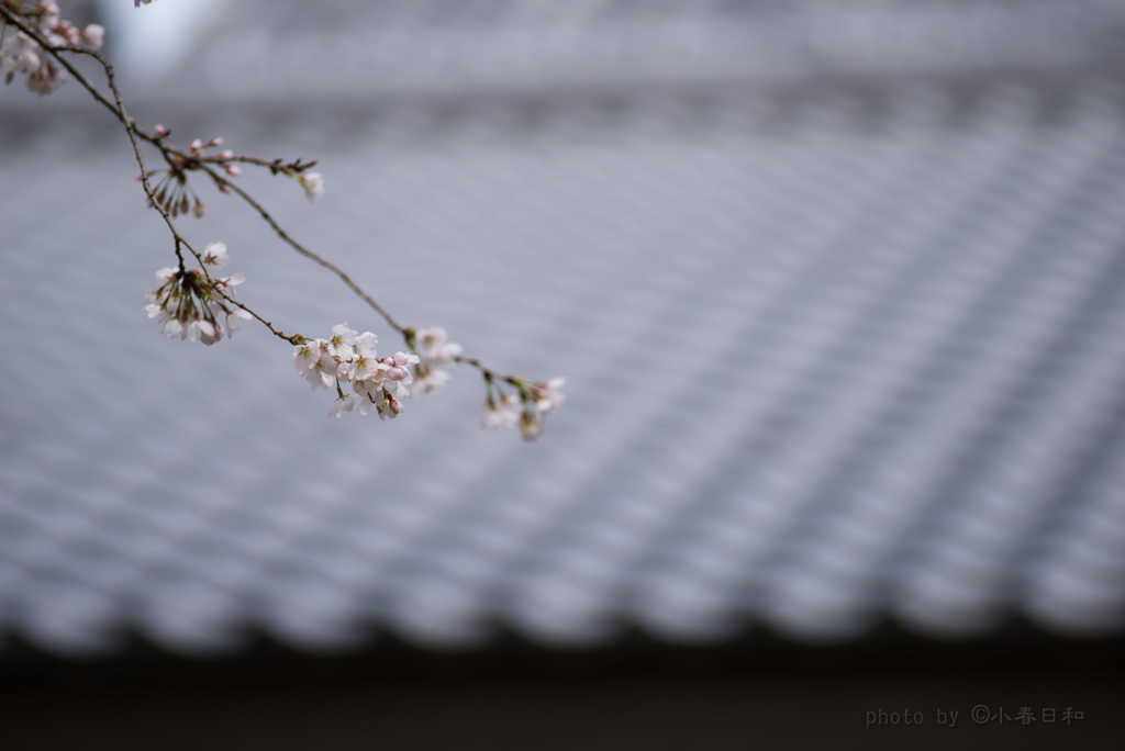 花曇り