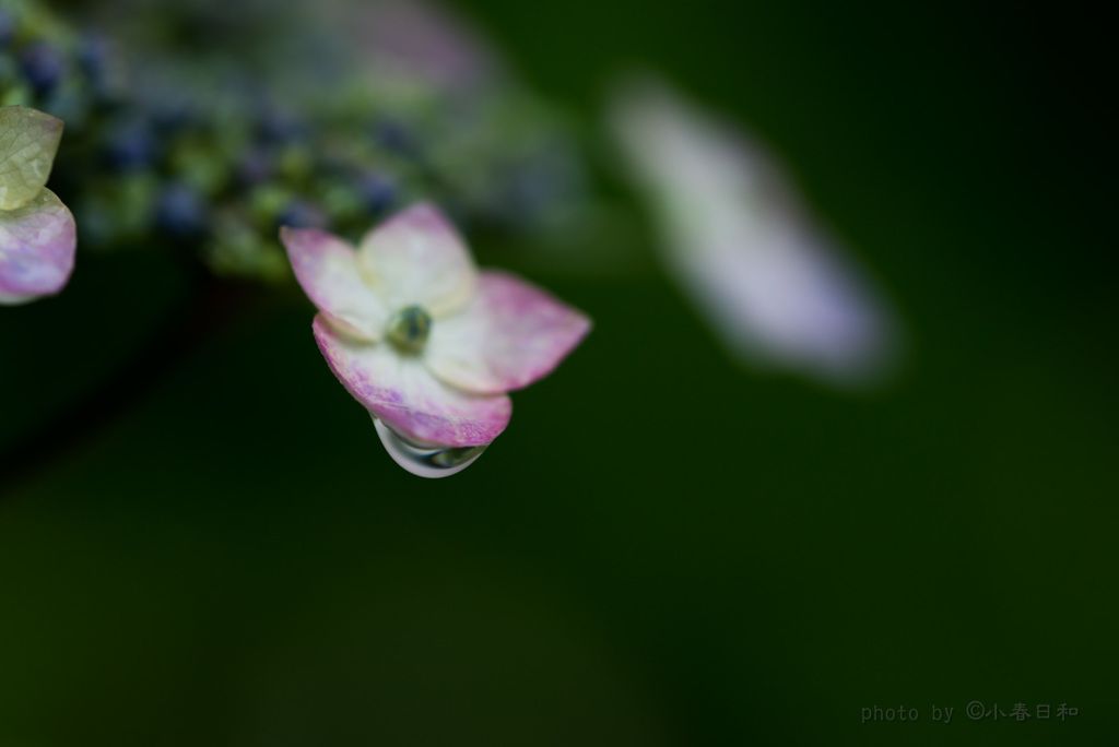 雨の行方　