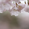雨の月曜日