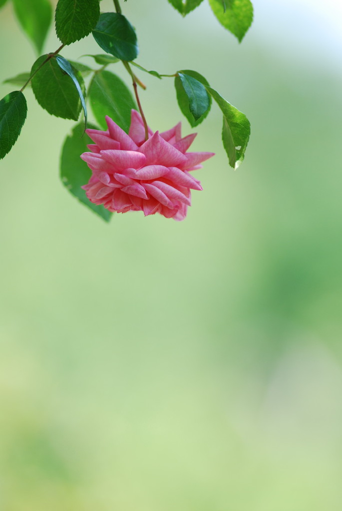 薔薇