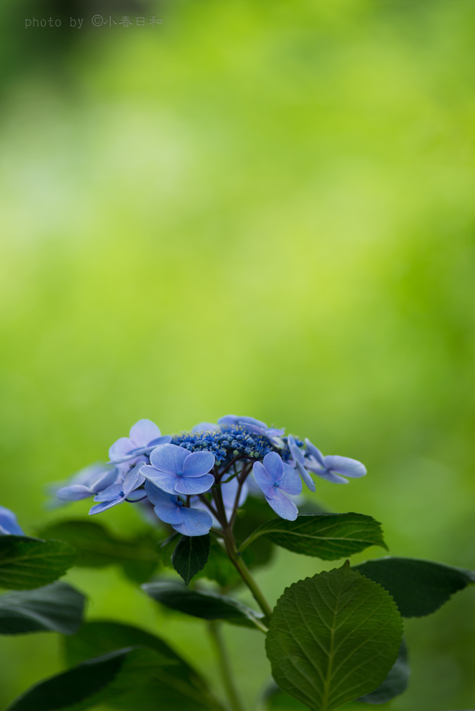 まだ紫陽花