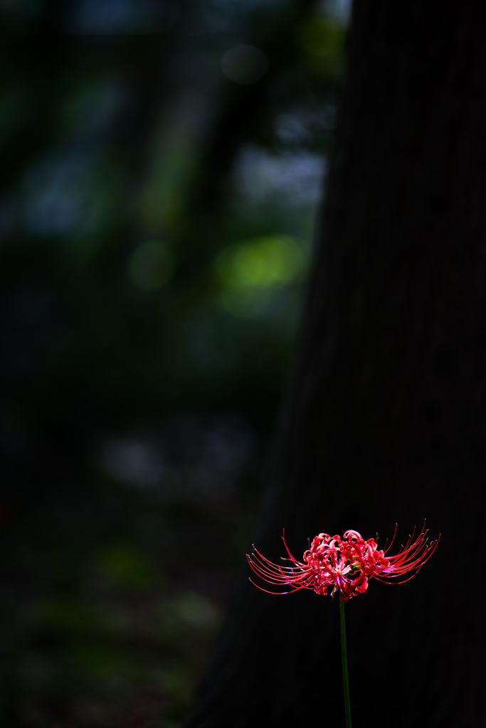 曼珠沙華