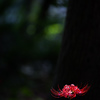 曼珠沙華