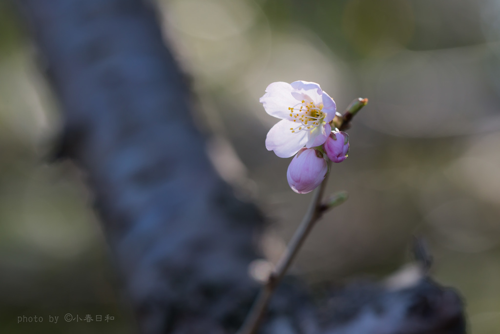 花飾り