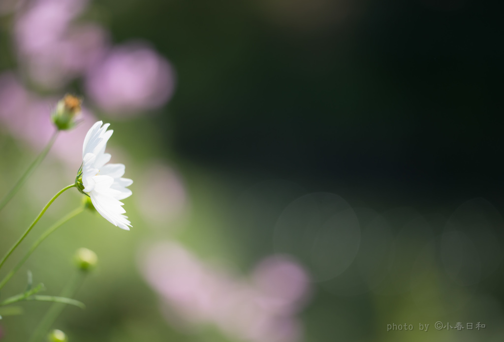 白い花