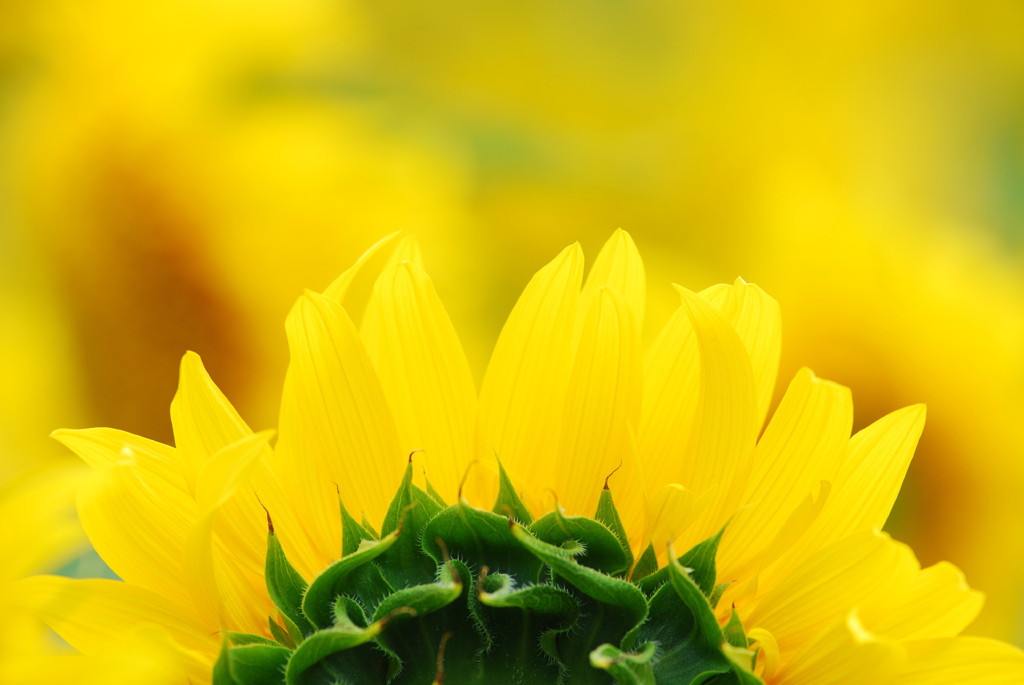 夏の花