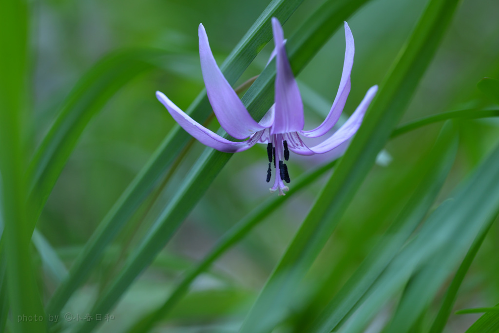 紫の花
