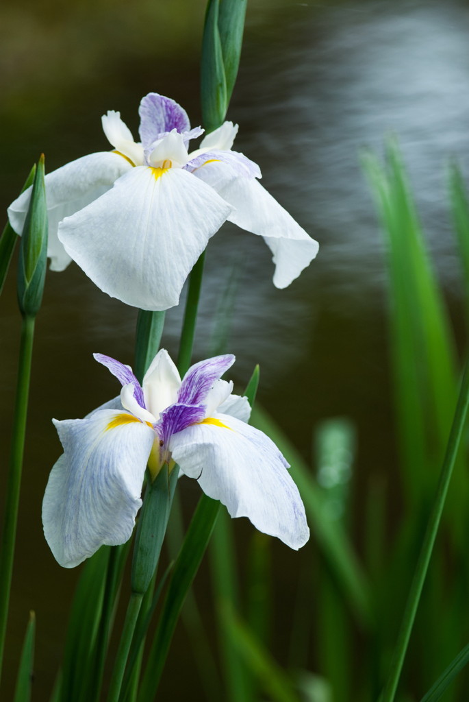 水辺の花菖蒲