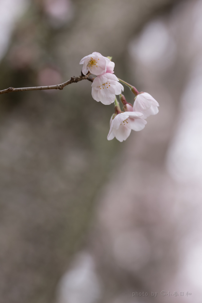 仄か（ほのか）