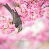 ひよどり