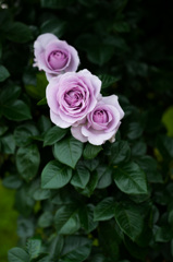 紫の薔薇