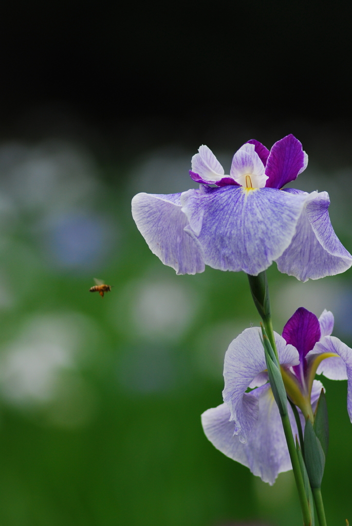 花菖蒲