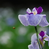 花菖蒲