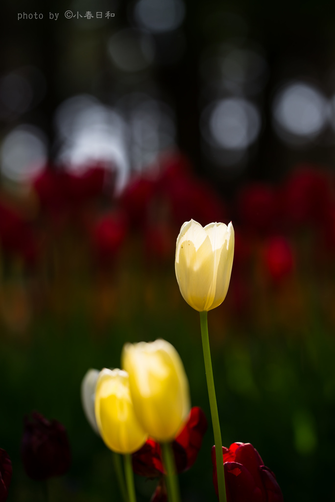 五月の花