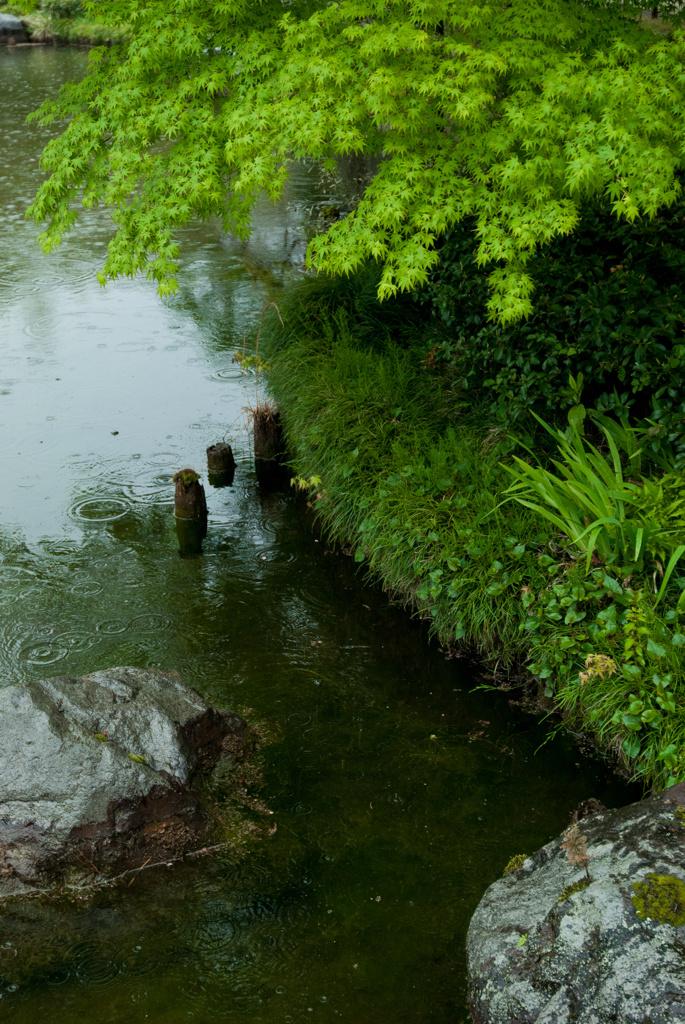 春の雨は若葉に優しく