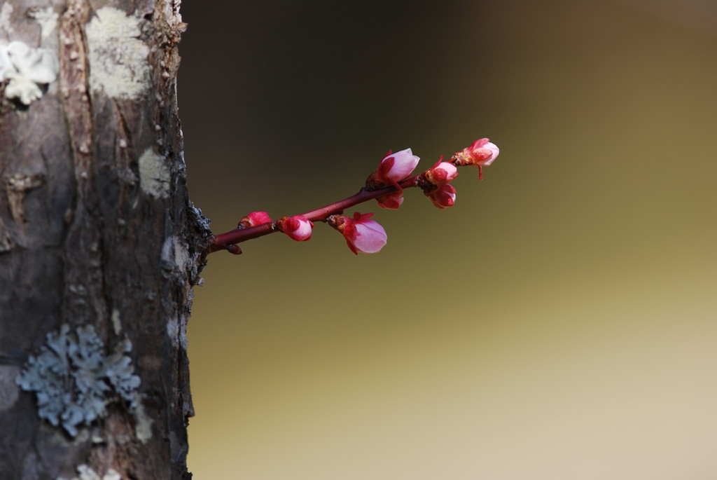 芽吹く