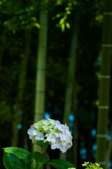 竹林の紫陽花