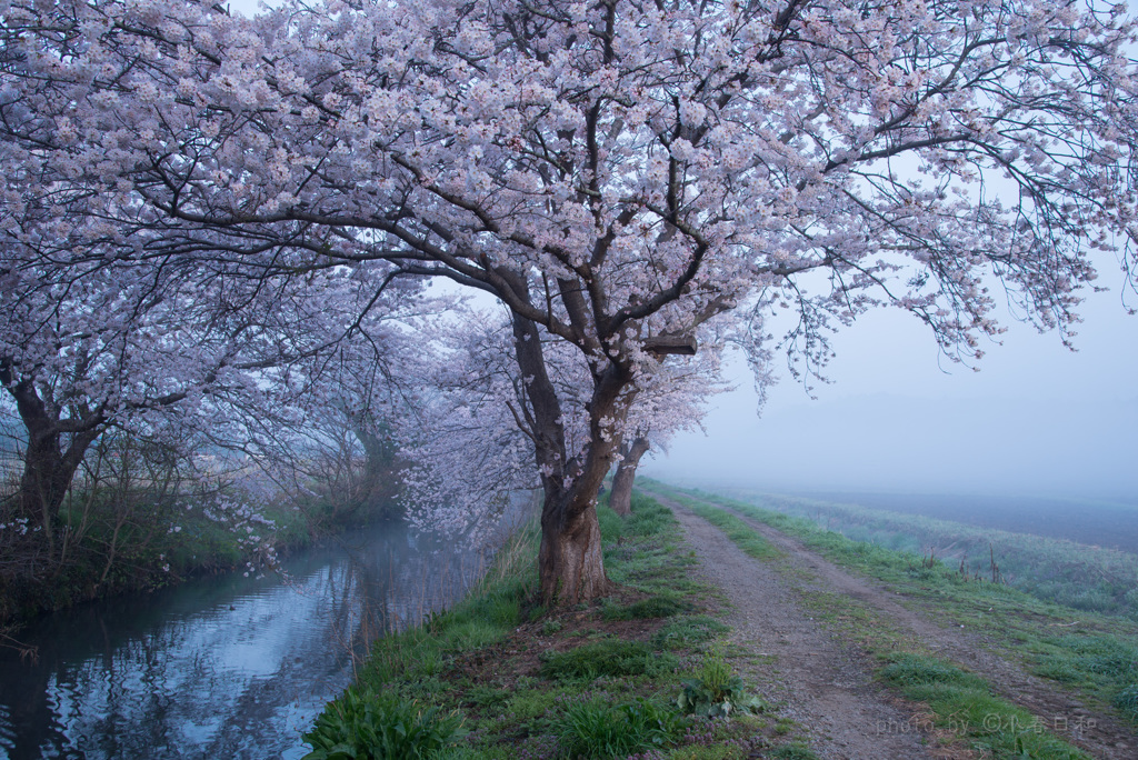 桜色