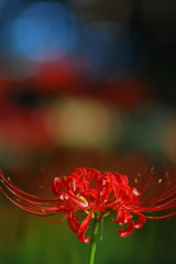 紅色の花