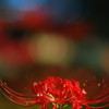 紅色の花