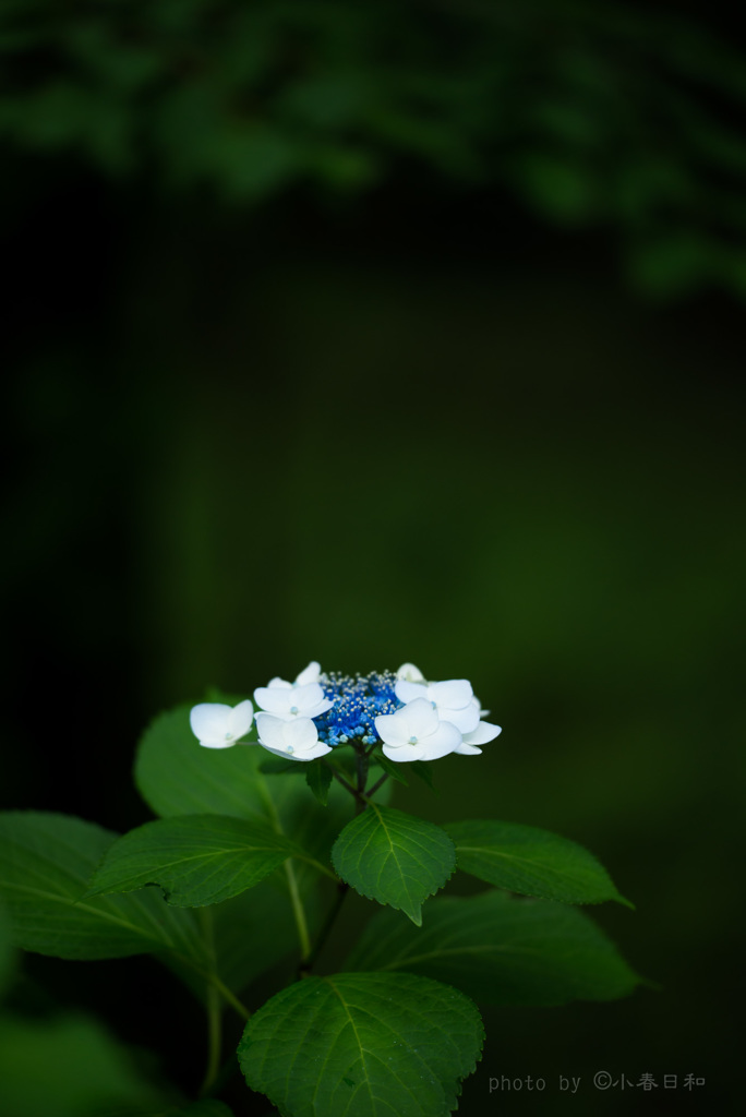 梅雨空を