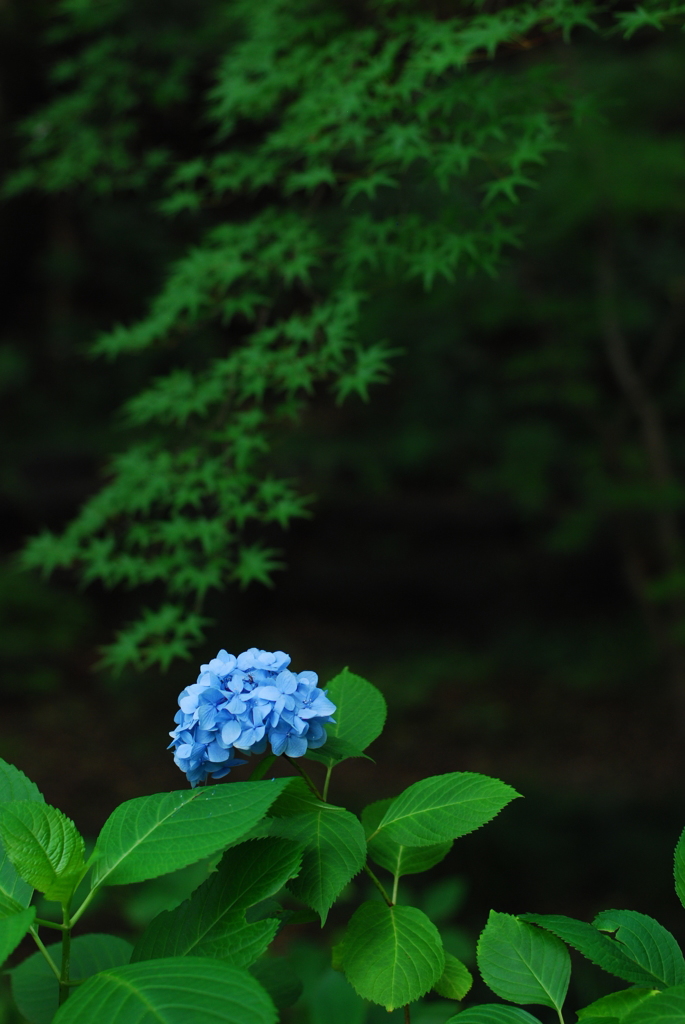 紫陽花