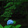 紫陽花